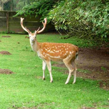 Wildpark Westerwald