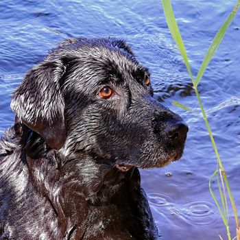 Urlaub mit Hund Brombachsee