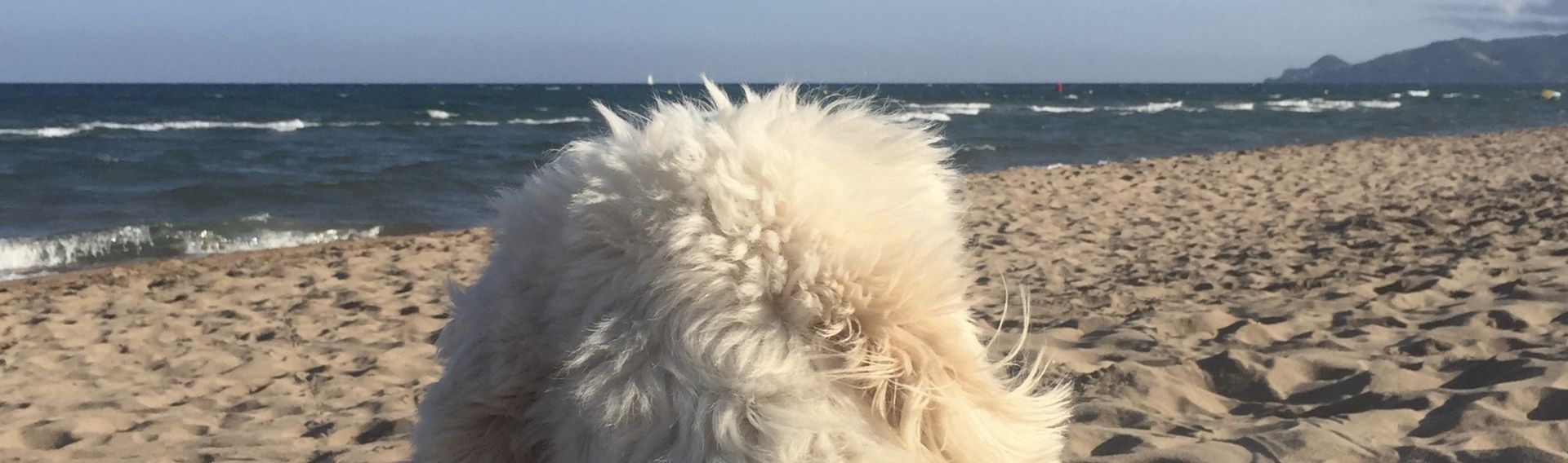 Strandhotels mit Hund