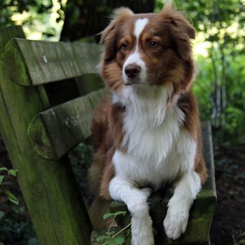 Hundetrainer München – Welpenschule