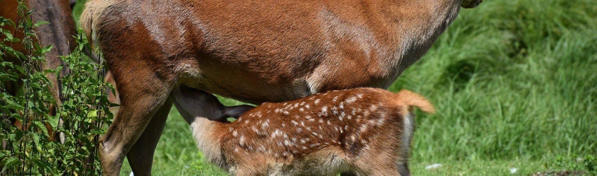 Wildpark Lüneburger Heide mit Hund