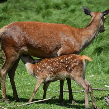 Wildpark Lüneburger Heide mit Hund