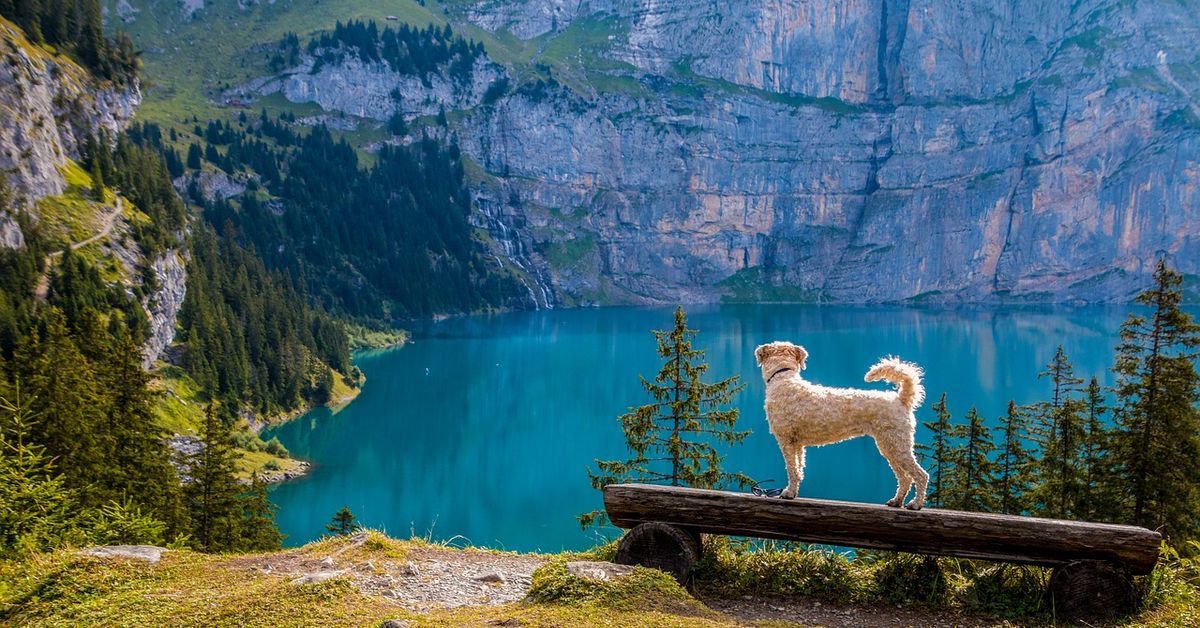 luft læser Tilbagekaldelse Camping mit Hund: Hier problemlos Campingplatz finden