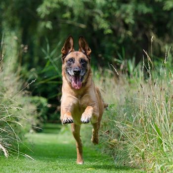 Hunde im Einsatz