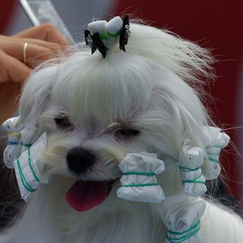 Internationale Hundeausstellung Leipzig 2023