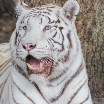 Zoo Aschersleben Ausflug mit Hund