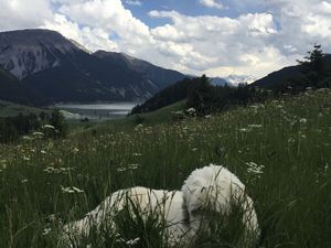 Reschensee mit Hund, Urlaub mit Hund Südtirol 