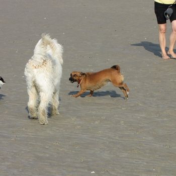 Hundestrand Binz Prora