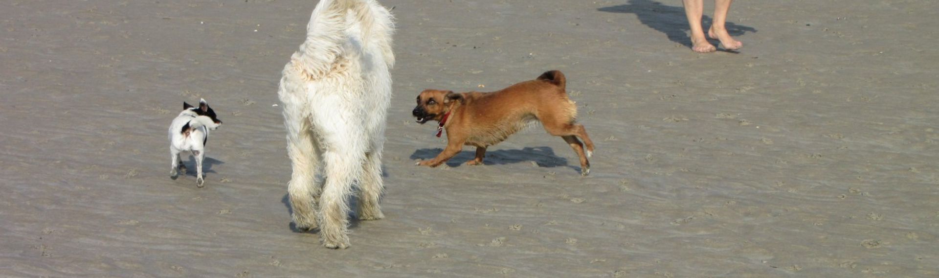 Hundestrand Binz Prora