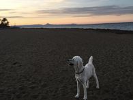 Goldendoodle Nanook am Strand Spanien