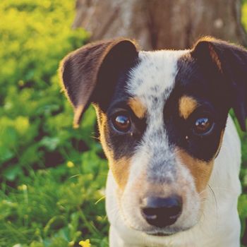 Hundeschule Groß Zimmern MysteryDog