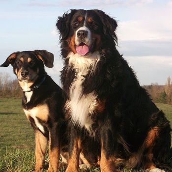 Ausflug Brandenburg mit Hund