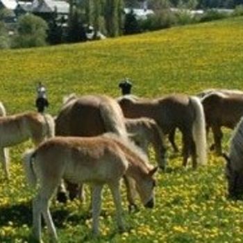 Haflinger Gestüt Thüringer Wald