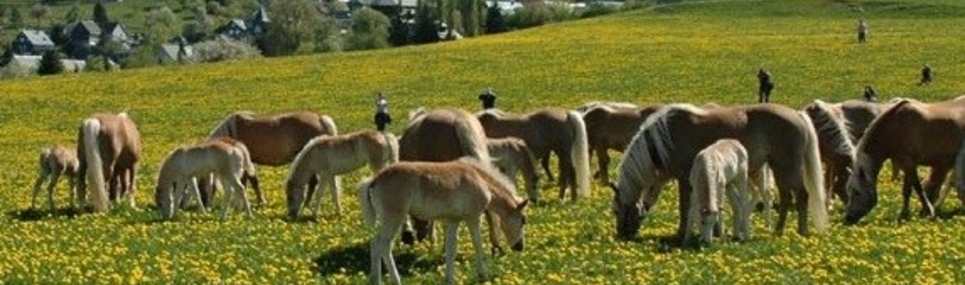 Haflinger Gestüt Thüringer Wald