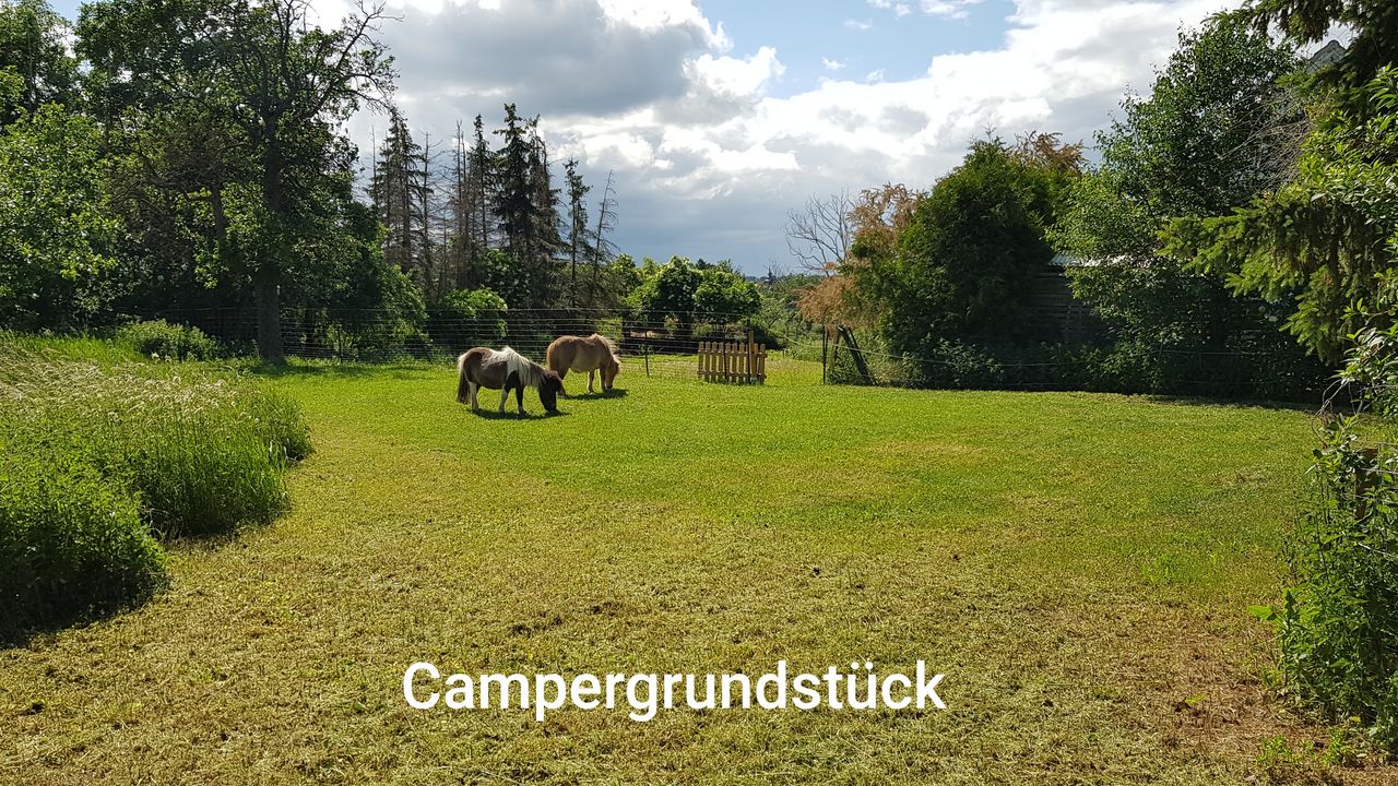 Urlaub und Camping mit Hund auch für Mehrhundehalter 