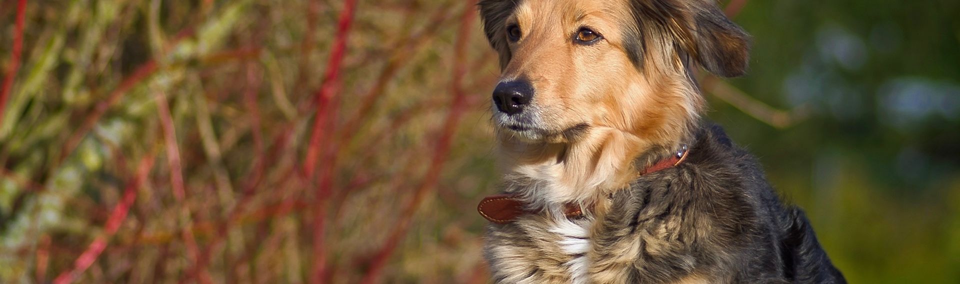 Tierparks Hund erlaubt: entdecken | Hundeerlaubt.de®