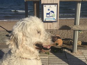 Hundestrand Hunde erlaubt Strand