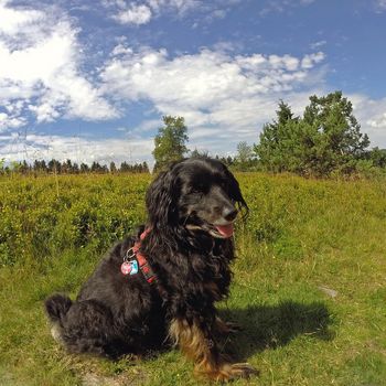 Ausflug Willingen mit Kind und Hund