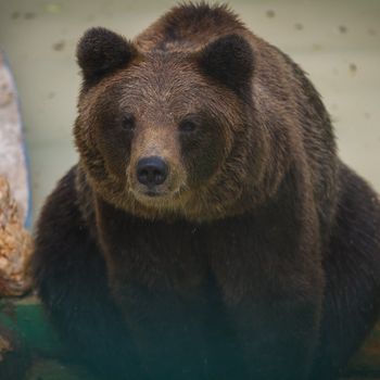 Ausflug Tierpark mit Hund Olderdissen