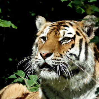 Safaripark Stukenbrock mit Hund besuchen