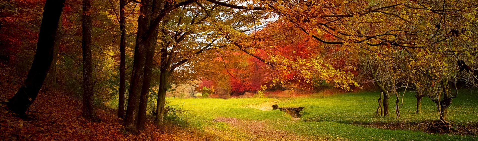 Herbst mit Hund