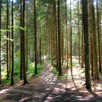 Tierfreigelände Neuschönau Nationalpark