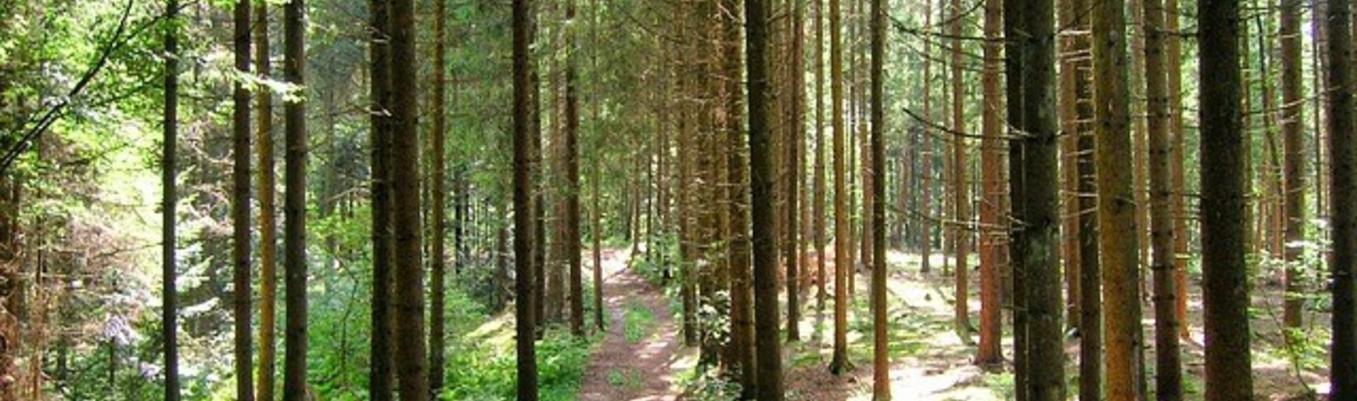 Tierfreigelände Neuschönau Nationalpark