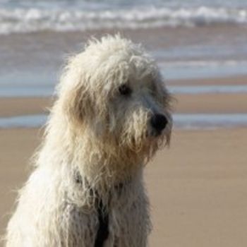 Nordsee Hundestrand Schütting