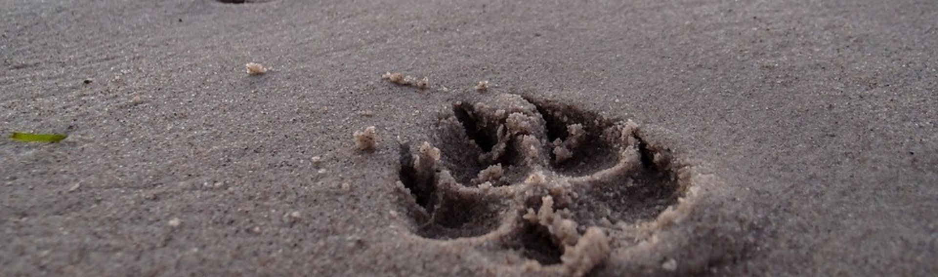 Hundestrand Sylt Wenningstedt