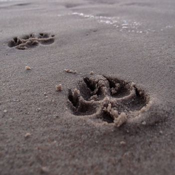 Hundestrand Sylt Wenningstedt