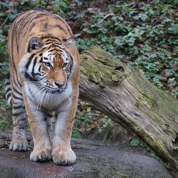 Serengeti Park – was gibt es zu beachten?