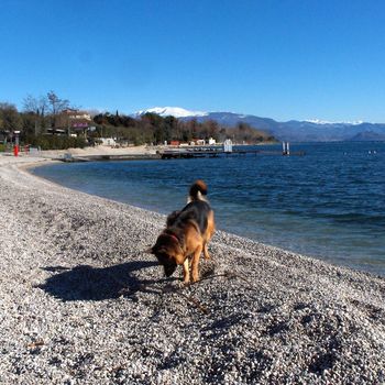 Ferienwohnung Gardasee 2-6 Personen + Hund