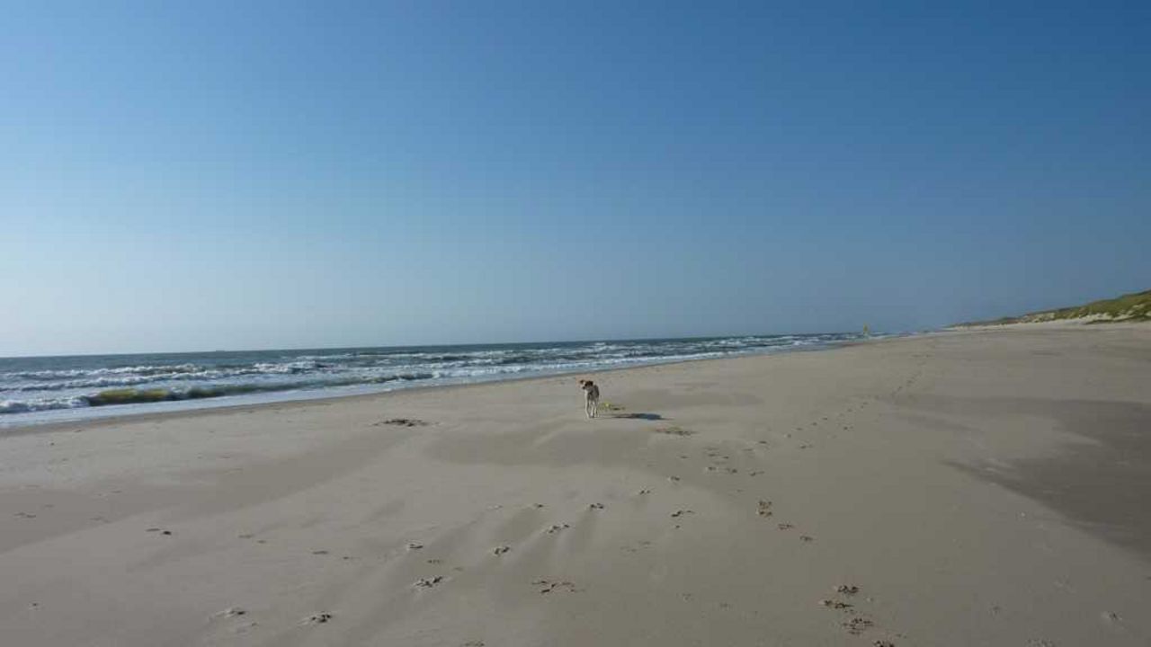 Urlaub mit Hund in Strandnähe -Noord-Holland
