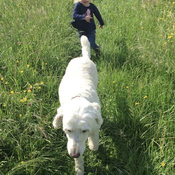 Hermannsdenkmal Hunde erlaubt?