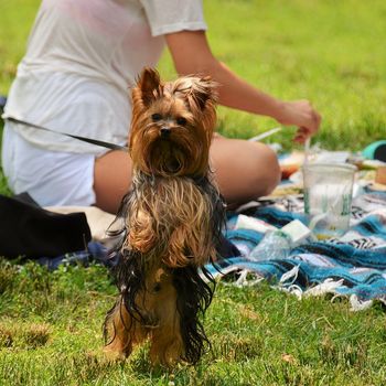 Ausflug mit Hund – Tierpark