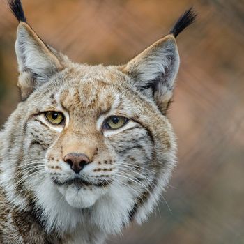 Wildpark Ausflug NRW mit Hund