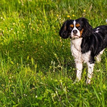 Hundeausstellung Kassel 2021