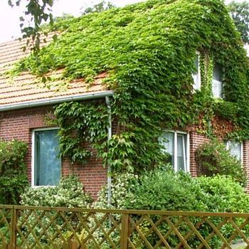 Ferienwohnung mit Hund Nordsee – Haus Maike