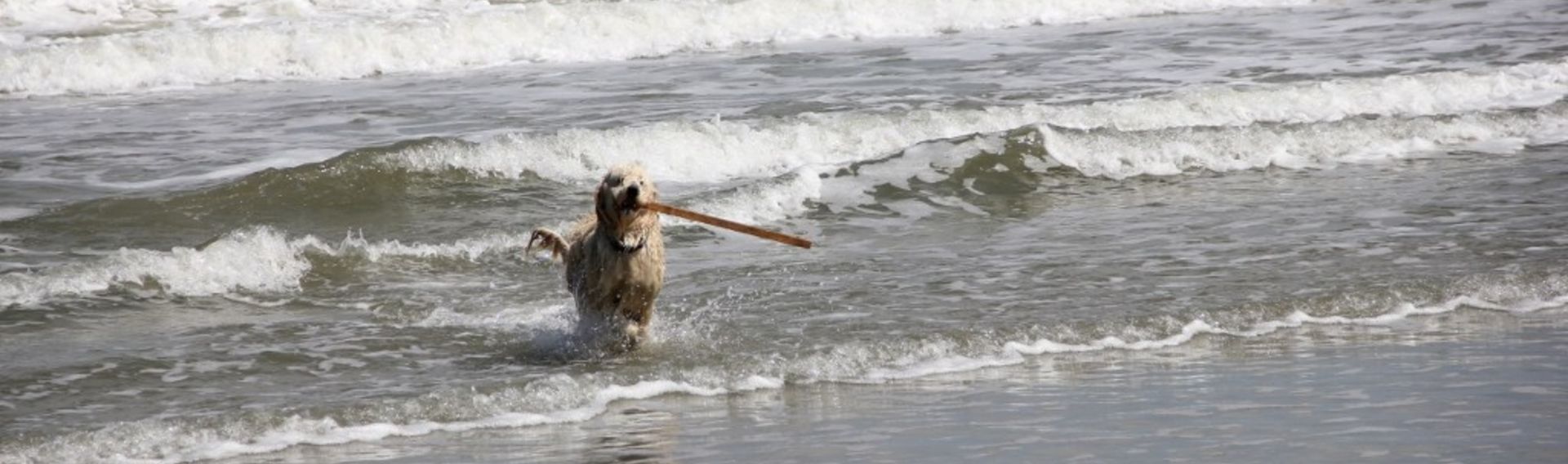 Urlaub Damp mit Hund