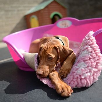 Hundetagesstätte im Pfötchenhotel Deutschland