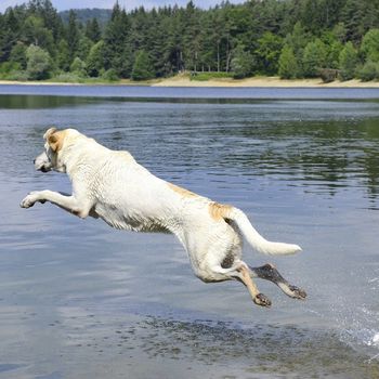 Hundeurlaub Deutschland am See mit Hund