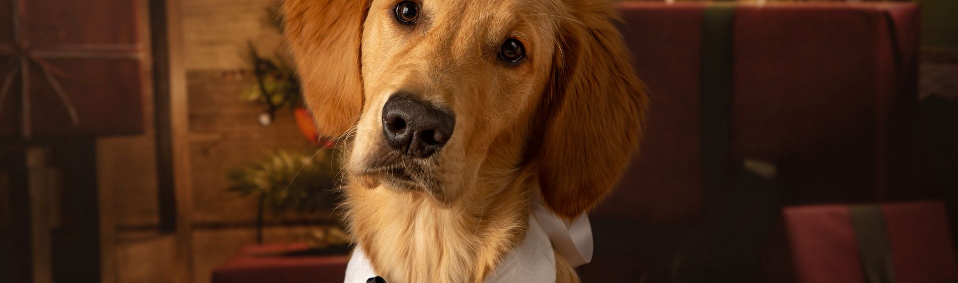 Weihnachtsmarkt für Hunde