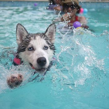 Hundeschwimmen im Freibad NRW 2023