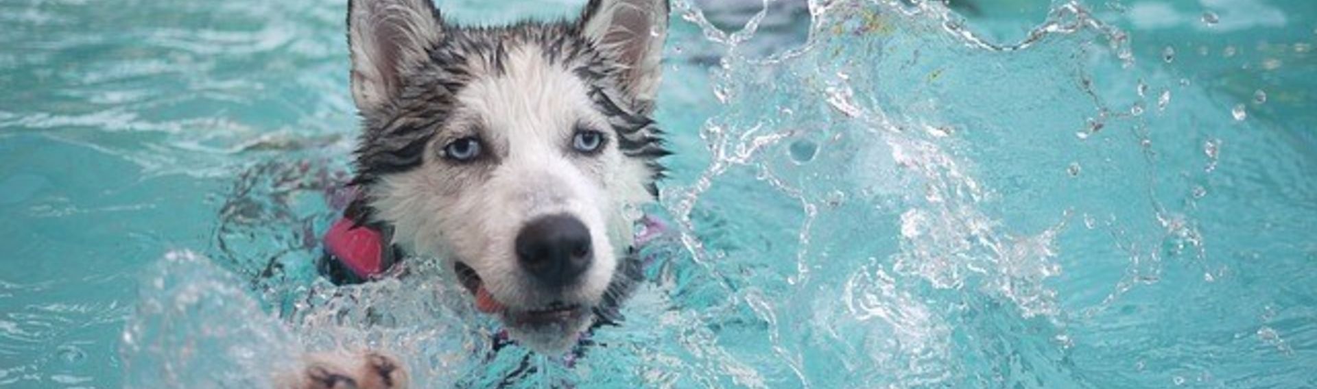 Hundeschwimmen im Freibad NRW 2023