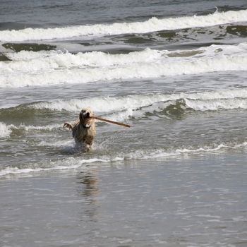 Hundestrand Kronsgaard