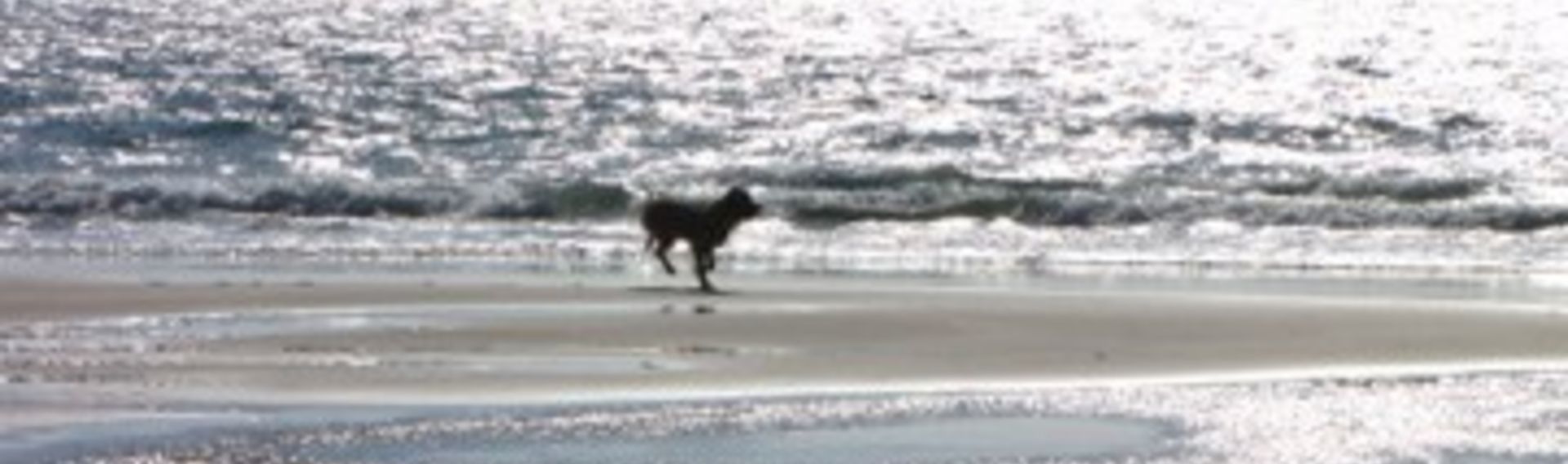 Hundestrand Friedrichskoog