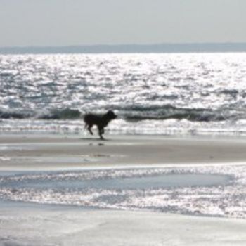 Hundestrand Friedrichskoog