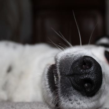 BERLIN BELLT - Training für Mensch & Hund