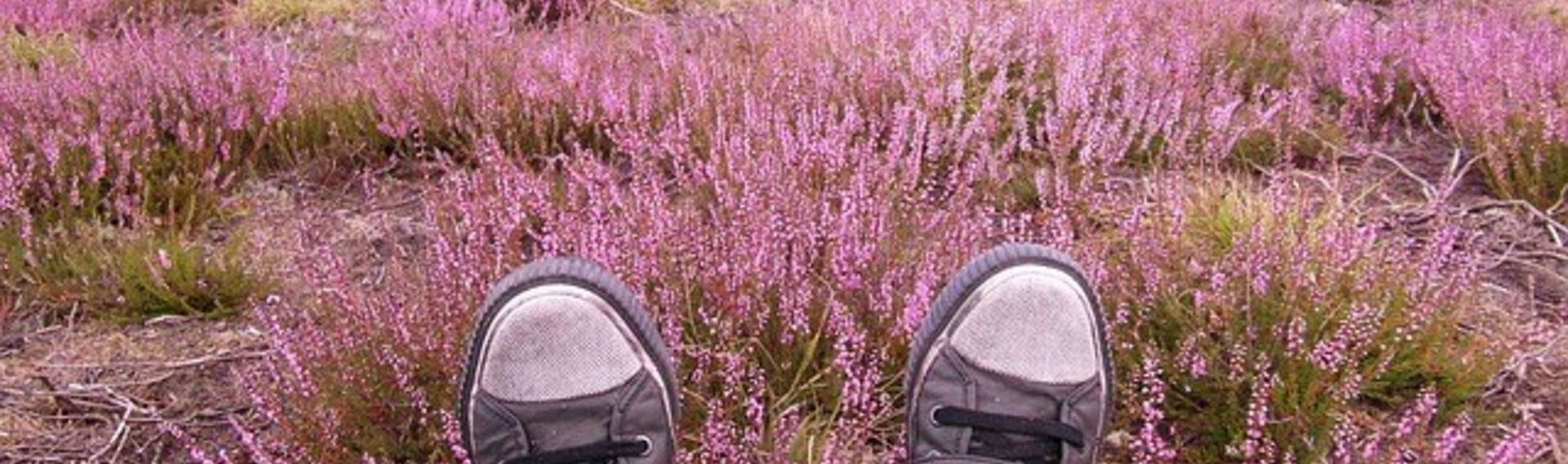 Ausflug Lüneburger Heide mit Hund