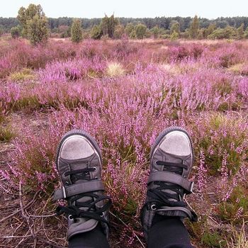 Ausflug Lüneburger Heide mit Hund